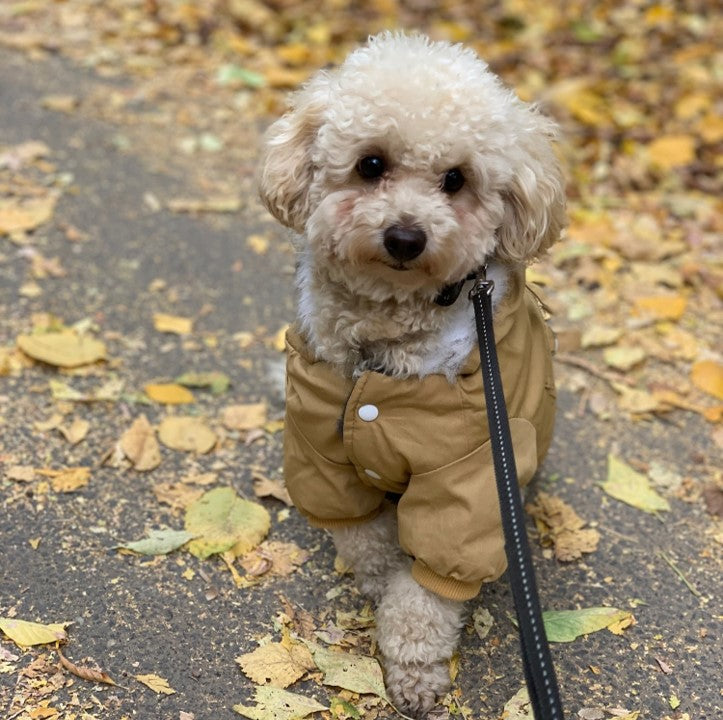 Warmest dog jacket cheap