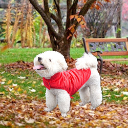 small-dog-winter-cpat-warm-jacket-protection-vest-wickedyo2